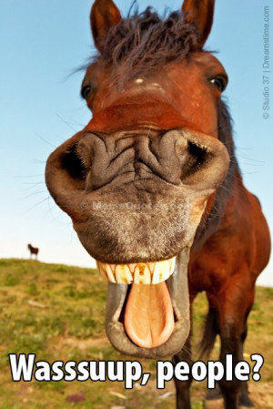 Wassup, people? Download Funny Horse photo.