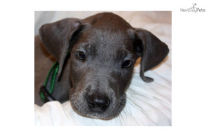 akc-blue--great-dane-puppydog-great-dane-puppy-0c8ea6c8-1125-4a2a-9928 ...