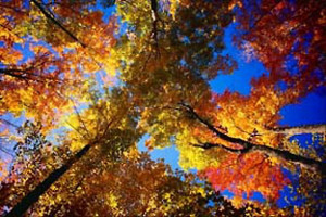 Image courtesy of Corel Photography