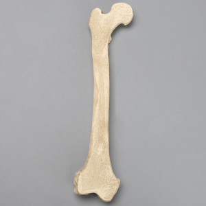 Search Results for: Femur Cross Section