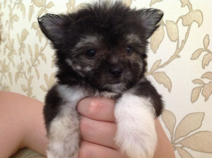 Gorgeous Cute Tiny Maltese Chihuahua X Pups Ready