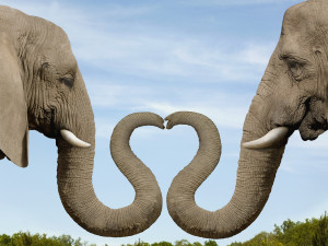 Elephants Making Heart Shape with Trunks — Image by © Dianna Sarto ...