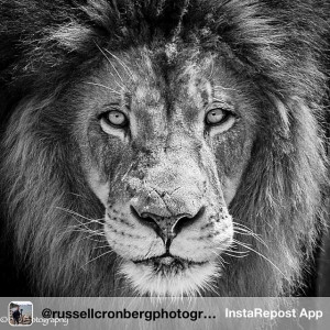 black and white lion