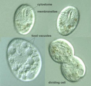 silva lucrezio de rerum natura libro 5 commento lukrez de natura 2 ...