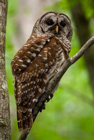 owlWild Animal, Owls So, Owls Medicine, Owls Penguins, Gorgeous Owls ...