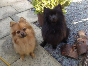 Pomeranian Crosses Males (3 Years Old)