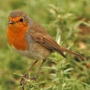 Robin Bird Facts For Girls