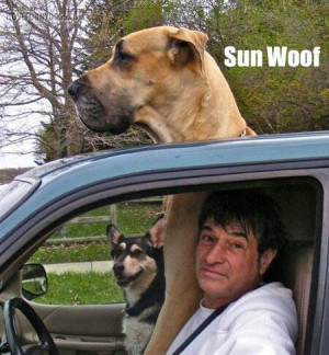 Funny Big Dog Sun Roof Joke Picture - Sun Woof Meme Photo Image