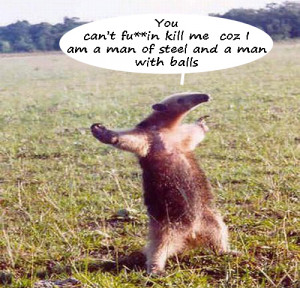 Ant Eater If animals could talk !