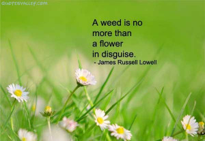 Weed Is No More Than A Flower In Disguise