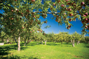 Apple Orchard Tree Gallery For