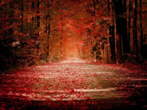 The beauty of crimson fall foliage and a ‘red’ road in autumn ...