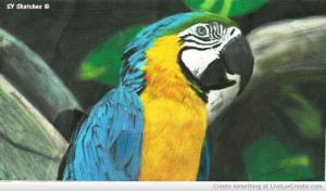 parrot_sketch_using_pastels-230625.jpg?i