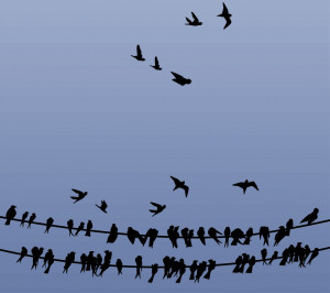 Wall Decals and Stickers – Birds on a Wire and in Flight.