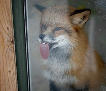 crack-fox-cute-fox-heehee-ill-eat-your-babie-imma-foxy-man-84830.jpg