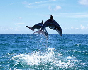 In this post i am gonna share some beautiful wallpapers of dolphins ...