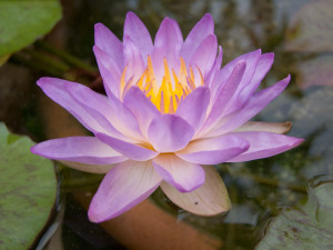 Purple Hardy Water Lily