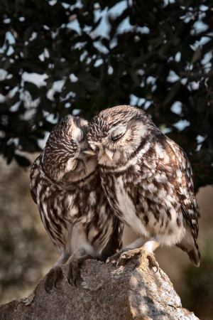 Owl kiss