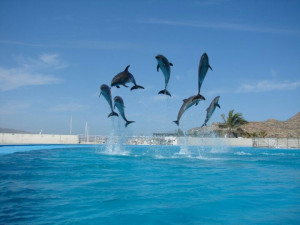 Dolphins