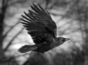 ... . The site is a little over a mile as the crow flies from his home