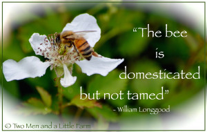 BEE QUOTE WITH PICTURE