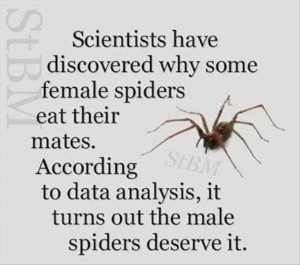 funny spiders logic-W630