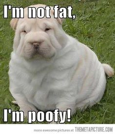... pet funny fat dogs baby dogs puppi sharpei dogs funny fat animals