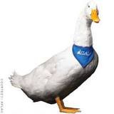 Aflac Duck Image