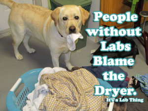 It's a Lab Thing Sock thief Labrador