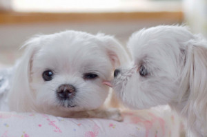 cute, dog, kiss, love, puppy