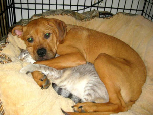 14 - Dogs and Cats Who Love to Cuddle23