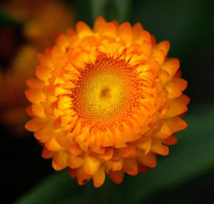 Gandhi Quotes on Compassion