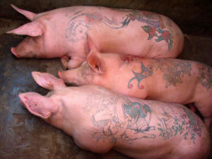 ... pig look gangster. Check out the video showing these pigs getting