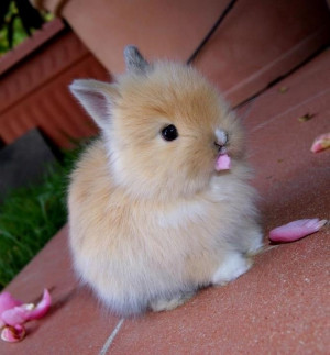 Category Archives: Cute Bunny Pics