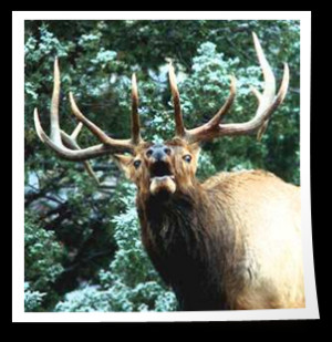11,526 Hunters have joined HAP. Donate $2 to fight for our hunting ...