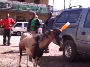 Funny Ethiopian