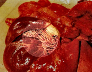 heartworm in dogs and cats