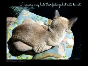 Cat Loss Quotes http://catwisdom101.com/meow-monday-life-death/