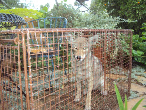 ... Coyote Control, Salt Lake City Coyote Trapping, Salt Lake City Coyote