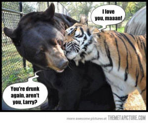 funny tigers bear friends