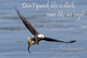 Eagle quote #2