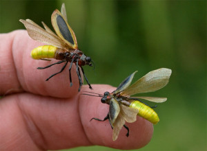 Realistic fireflies (lightning bugs) commissioned for Georgia Power ...