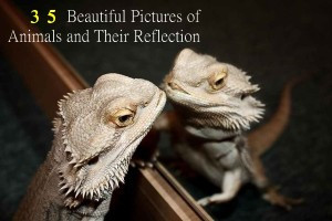 35 Beautiful Pictures of Animals and Their Reflection