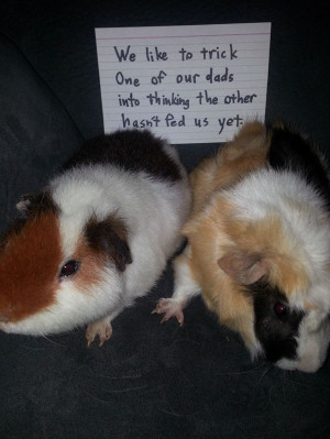 guinea_pig_shaming