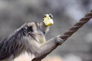 Lemur Monkey as Pet