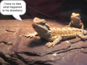 Funny Bearded Dragon Picture