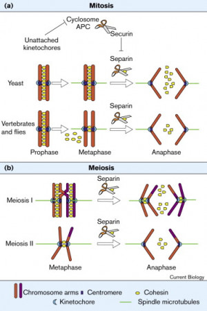 Homologous Chromosomes Vs Sister Chromatids During meiosis i