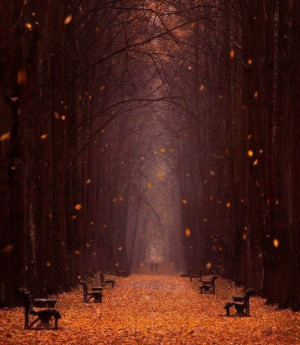 falling leaves minsk botanical garden belarus