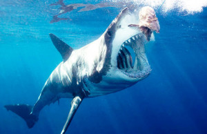 Foto’s via Ultimate Animals , Sharkpix , Discovery (2x), Thunda ...