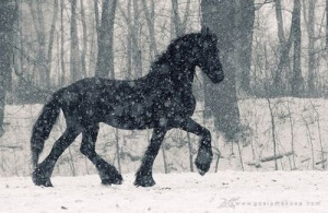 Black horse in the snow